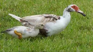 Thumbnail: Muscovy Duckling Won't Let Go of a Mystery Object — What Does Mom Do?