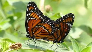 Thumbnail: Butterflies Mating, Spiders Wrapping Prey & More Insects Up Close