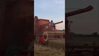 Thumbnail: Wheat and straw harvest 2026 #farming #tractor #case #ford #wheat #straw #masseyferguson #harvest
