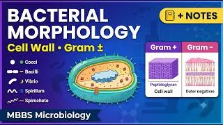 Thumbnail: Bacterial Morphology Made Simple | Cell Wall, Gram Positive vs Gram Negative | MBBS Revision