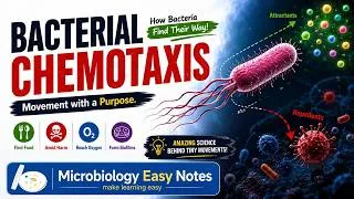 Thumbnail: Bacterial Chemotaxis
