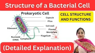 Thumbnail: Bacterial Cell Structure | Diagram, Components & Functions | Microbiology Lecture