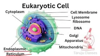 Thumbnail: Prokaryotic vs Eukaryotic Cells | Differences and Examples | Biology for Students