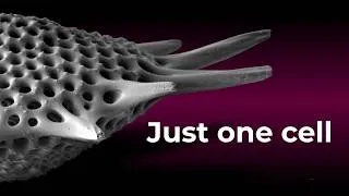 Thumbnail: The Most Complex Skeletons on Earth? Radiolaria Under SEM