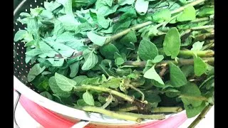 Thumbnail: Za'atar   Origanum syriacum