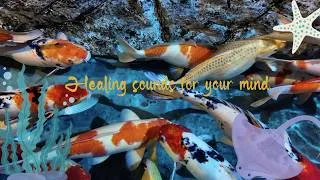Thumbnail: 🎹 Glenda Boyle | Peaceful Fish Pond | Relaxing Piano Music