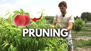 Thumbnail: Do THIS Right NOW to Your Peaches For Healthier Trees and Better Fruit