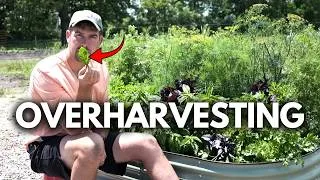 Thumbnail: I Was AFRAID to Do THIS To my Herbs - But They Loved it! 