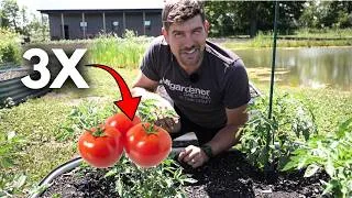 Thumbnail: Grow Up To 75% MORE Tomatoes EASY!