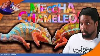Thumbnail: I played the game that sold 15,000,000 copies| MeccHa Chameleon
