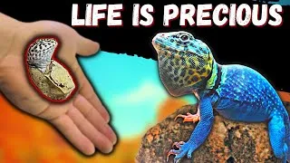 Thumbnail: Collared Lizard Babies Are Hatching!