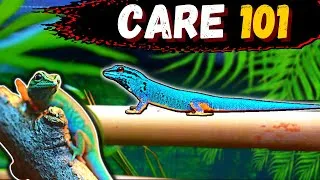 Thumbnail: Electric Blue Day Gecko Care Guide