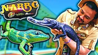 Thumbnail: NARBC Tinley Park Reptile Expo Tour 2023