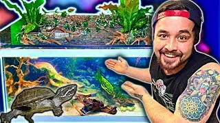 Thumbnail: HUGE Musk Turtle Paludarium Build, 75 Gallons!