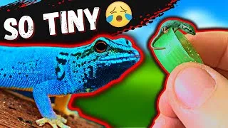 Thumbnail: OMG, Electric Blue Day Gecko Babies Are Hatching!