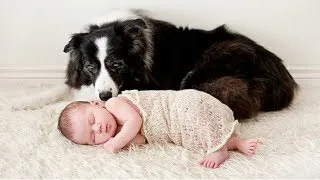 Thumbnail: Dogs Babysitting Babies - A Dogs Love Babies Compilation || CUTE
