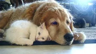 Thumbnail: Dogs Adopting And Baysitting Kittens Compilation | Cute And Funny Animal Videos