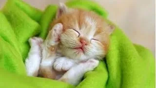 Thumbnail: BABY ANIMALS - Funny And Cute Baby Animals For Kids And Adults To Watch Compilation | NEW
