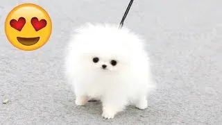 Thumbnail: CUTE PUPPIES - Cute Puppy Videos Compilation And Funny Puppies [CUTENESS OVERLOAD]