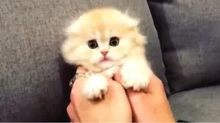 Thumbnail: CUTE KITTENS - Cute Kitten Videos Compilation || CUTENESS OVERLOAD