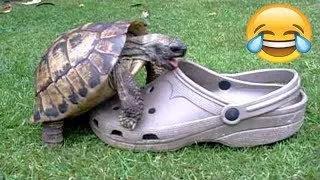 Thumbnail: FUNNIEST TURTLES - Cute And Funny Turtle / Tortoise Videos Compilation [BEST OF 🐢]
