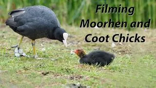 Thumbnail: Young Moorhen and Coot chicks with a DJI Action 4 camera. Moorhen chicks look like AI monsters.