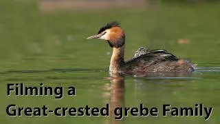 Thumbnail: I spend a few days filming a family of Great-crested grebes with the OM-1 and 150-400mm lens