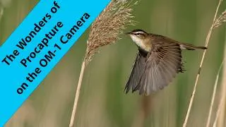 Thumbnail: Using Procapture on the OM-1 camera to photograph Sedge warbler in its song flight