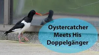 Thumbnail: An Oystercatcher sees it own reflection in an office window and goes on the attack.