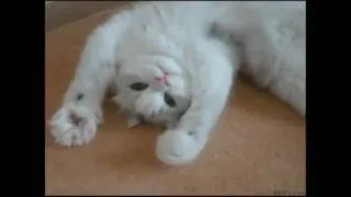 Thumbnail: Ted Nugent - Cat Scratch Fever