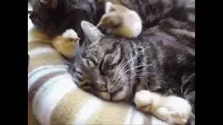 Thumbnail: The Pussy Cat Song