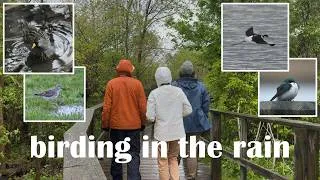 Thumbnail: birding at Magee Marsh on a rainy day in May