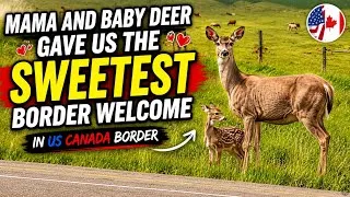 Thumbnail: Mama&Baby Deer welcomed us at the US-Canada border #cutemoments #satisfyingvideo