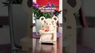 Thumbnail: He LOVES pancakes 🥹🫶 #hamster #pets #syrianhamster #cute #asmr #hamsterasmr #cuteanimals #aww