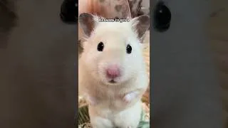 Thumbnail: He’s so fluffy 🥹 #hamster #syrianhamster #animals #pets #adorableanimals #funny #cutehamsters #aww