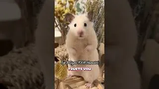 Thumbnail: If your hamster does this, they TRUST you! 😱🤭 #hamster #pets #syrianhamster #cuteanimals #aww
