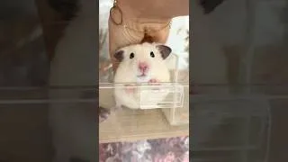 Thumbnail: He loves to cling to me 🥺💕 #hamster #animals #cute #pets #adorablepets #syrianhamster #cutepets