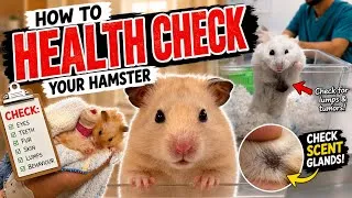 Thumbnail: How to Give Your Hamster a FULL Body Health Check! *Step-by-Step Guide*