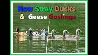 Thumbnail: New Stray Ducks and First Canada Geese Goslings