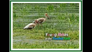 Thumbnail: Juvenile American White Ibises in the Flooded Field