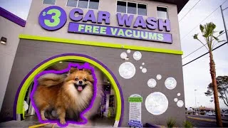 Thumbnail: POMERANIAN REACTS TO CARWASH