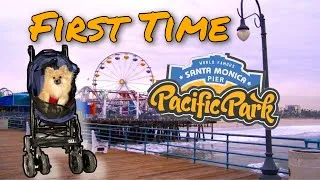 Thumbnail: Pomeranian First Time In Santa Monica Pier