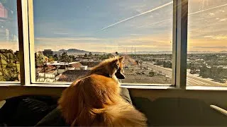 Thumbnail: THIS DOG STARE OUT WINDOW EVERYDAY