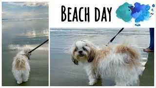 Thumbnail: Mimi's First time at the beach | Scared Shih Tzu | Longest Drive-In beach in Asia
