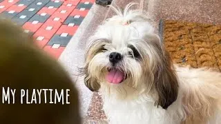 Thumbnail: Playtime with Shih Tzu Mimi | Fishes and letting the fish escape | Mimi Shihtzu