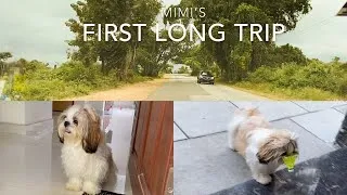 Thumbnail: Mimi Shih Tzu on a Vacation | Winning a Badminton game | Passion fruits | Funny Shih Tzu video