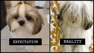 Thumbnail: Expectation Vs Reality | Owning a Shih Tzu | Mimi