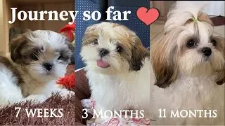 Thumbnail: Journey from 7 weeks to 11 months  | Shih Tzu growing up | Mimi Shih Tzu
