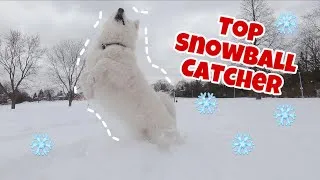 Thumbnail: My Sled Dog Becomes the Best Snowball Catcher After a Snow Storm 生活在加拿大的萨摩耶练就了一身接雪球的特技