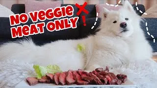 Thumbnail: My dog throws away the veggie once she tries the steak 狗狗吃了牛排以后把蔬菜全扔了